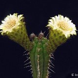 Rauhocereus riosaniensis (Peru) (only one plant ! exceptional. Ask for avaibility before ordering)